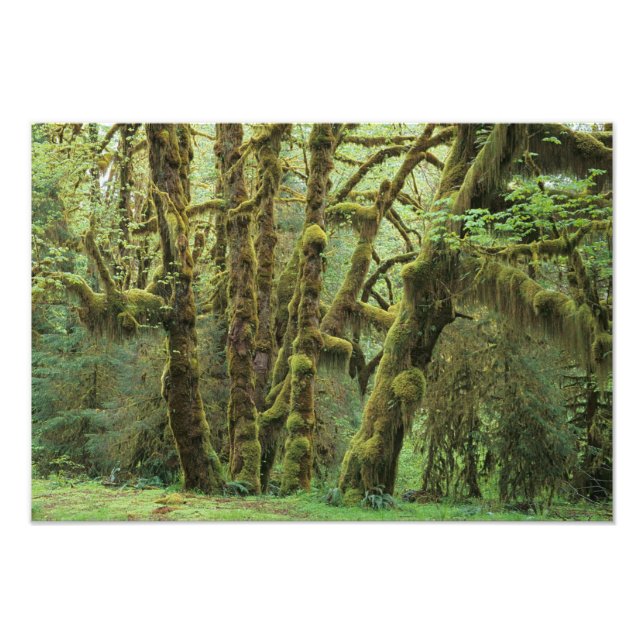 WA, Olympic NP, Hoh Rain Forest, Hall of Fame Fotodruck (Vorne)