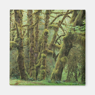 WA, Olympic NP, Hoh Rain Forest, Hall of Fame Magnet