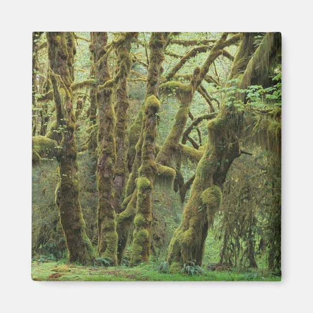 WA, Olympic NP, Hoh Rain Forest, Hall of Fame Magnet (Vorne)