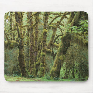 WA, Olympic NP, Hoh-Regenwald, Halle der Mousepad