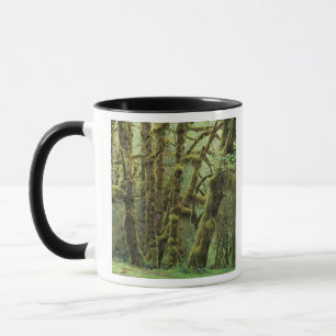 WA, Olympic NP, Hoh-Regenwald, Halle der Tasse