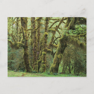 WA, Olympic NP, Hoh-Regenwald, Halle von Postkarte