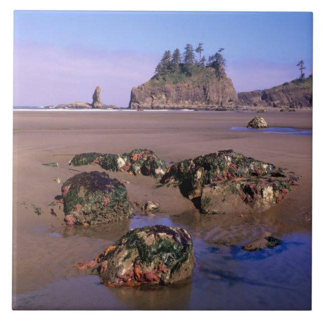 WA, Olympic NP, Second Beach mit Tidepools und Fliese (Vorderseite)