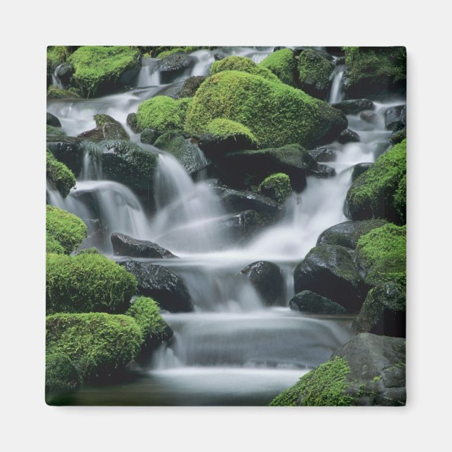 WA, Olympic NP, Sol Duc Valley, Fluss mit Magnet (Vorne)