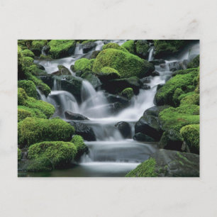 WA, Olympic NP, Sol Duc Valley, Fluss mit Postkarte