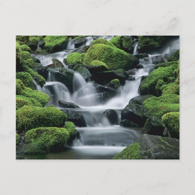 WA, Olympic NP, Sol Duc Valley, Fluss mit Postkarte (Vorderseite)