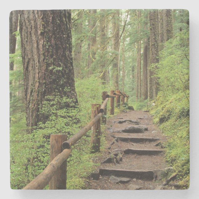 WA, Olympic NP, Sol Duc Valley, Regenwald Steinuntersetzer (Vorderseite)