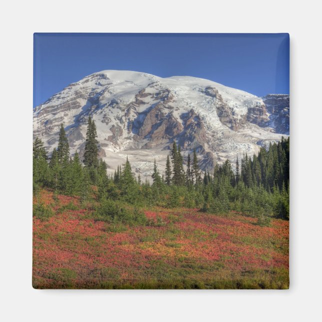WA, Rainier National Park, Paradise Valley Magnet (Vorne)