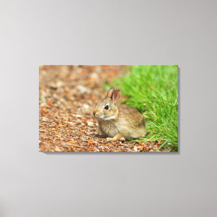WA, Redmond, Eastern Cottontail Baby-Kaninchen Leinwanddruck