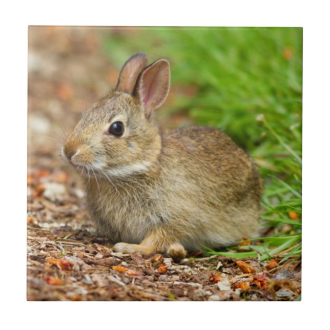 WA, Redmond, Eastern Cottontail Babyhase Fliese (Vorderseite)