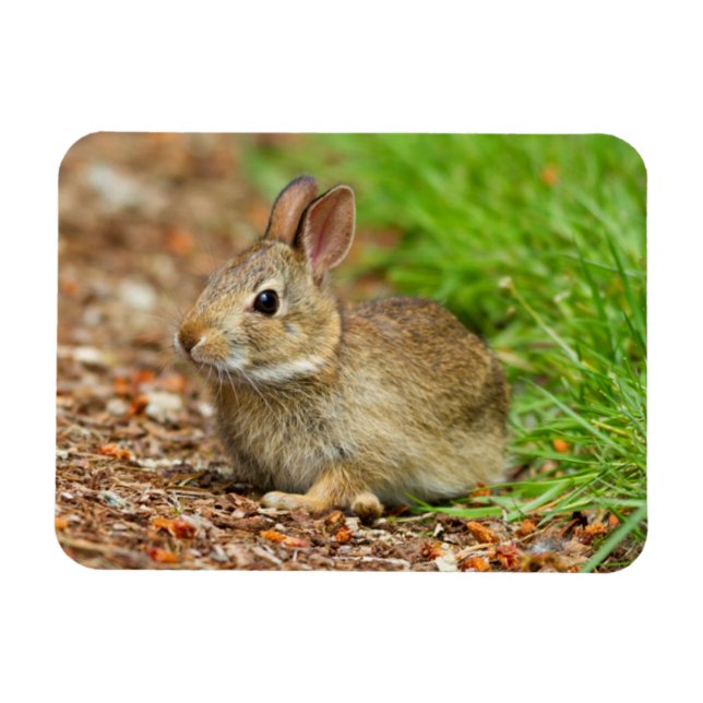 WA, Redmond, Eastern Cottontail Babyhase Magnet (Horizontal)