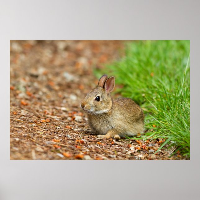 WA, Redmond, Eastern Cottontail Babyhase Poster (Vorne)