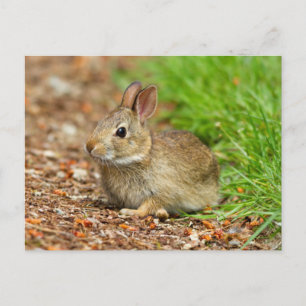 WA, Redmond, Eastern Cottontail Babyhase Postkarte
