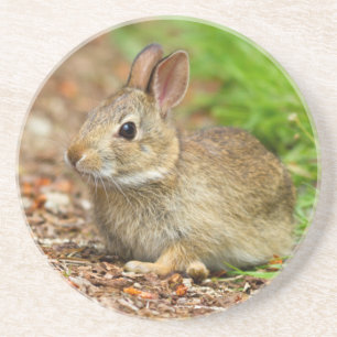 WA, Redmond, Eastern Cottontail Babyhase Sandstein Untersetzer