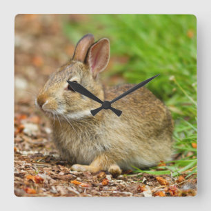 WA, Redmond, Ostwaldkaninchen-Babykaninchen Quadratische Wanduhr