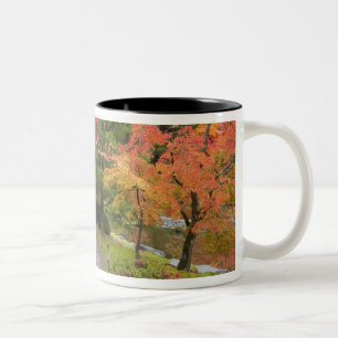 WA, Seattle, Washington Park Arboretum, 2 Zweifarbige Tasse