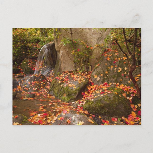 WA, Seattle, Washington Park Arboretum, Japanisch Postkarte (Vorderseite)