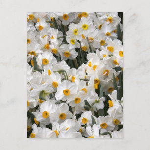 WA, Skagit Valley, affodisches Muster Postkarte