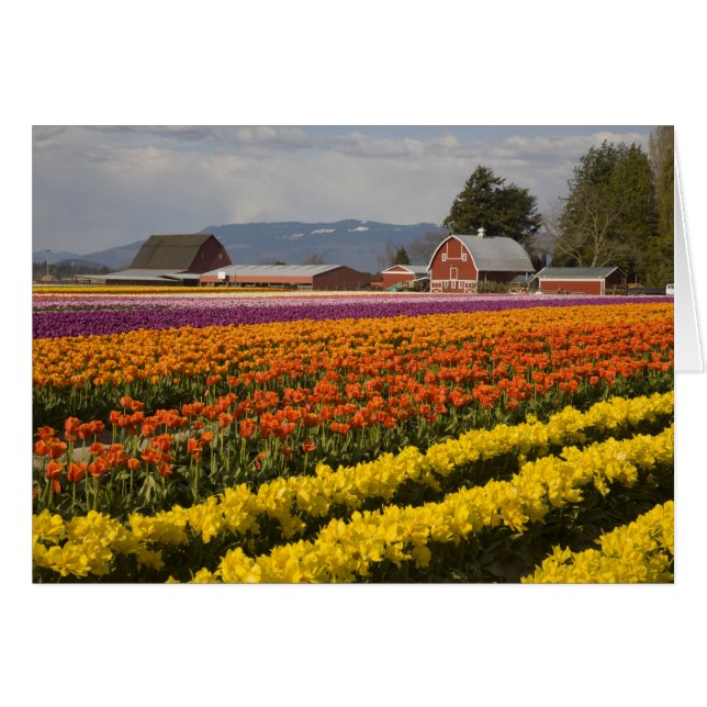 WA, Skagit Valley, Blütenfelder, Tulip (Vorderseite (Horizontal))