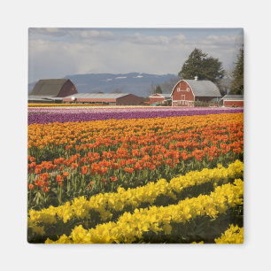 WA, Skagit Valley, Blütenfelder, Tulip Magnet