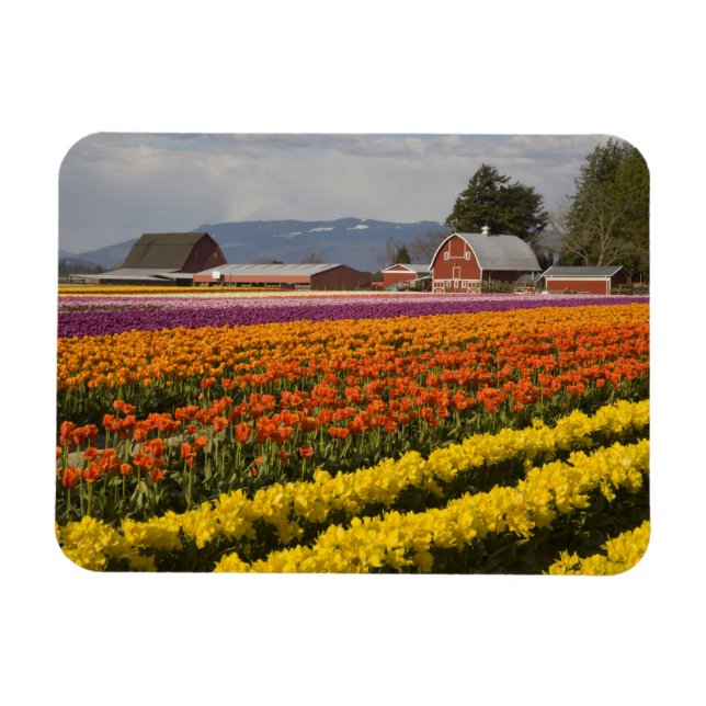 WA, Skagit Valley, Blütenfelder, Tulip Magnet (Horizontal)