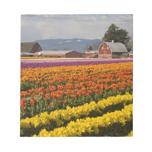 WA, Skagit Valley, Blütenfelder, Tulip Notizblock (Vorderseite)