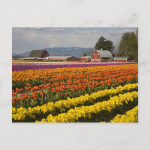 WA, Skagit Valley, Blütenfelder, Tulip Postkarte