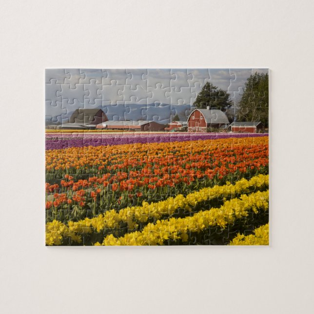 WA, Skagit Valley, Blütenfelder, Tulip Puzzle (Horizontal)
