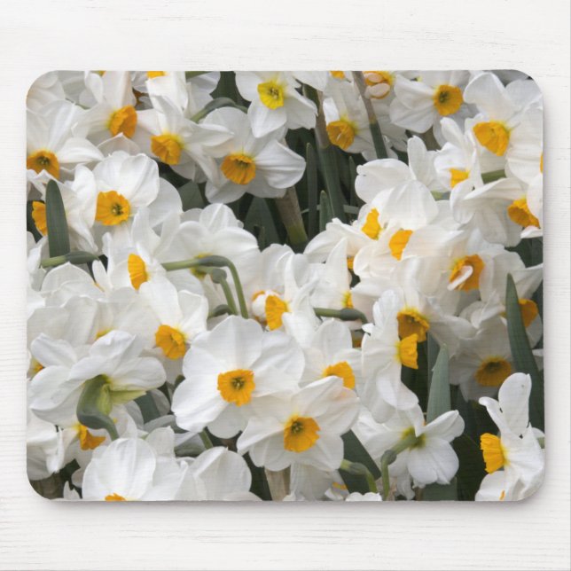WA, Skagit Valley, Daffodil-Muster Mousepad (Vorne)