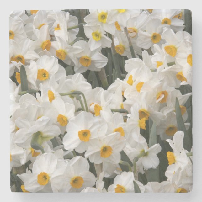WA, Skagit Valley, Daffodil-Muster Steinuntersetzer (Vorderseite)