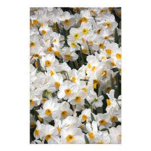WA, Skagit Valley, Narzissenmuster Fotodruck