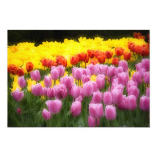 WA, Skagit Valley, Roozengaarde Tulip Garden, 2 Fotodruck