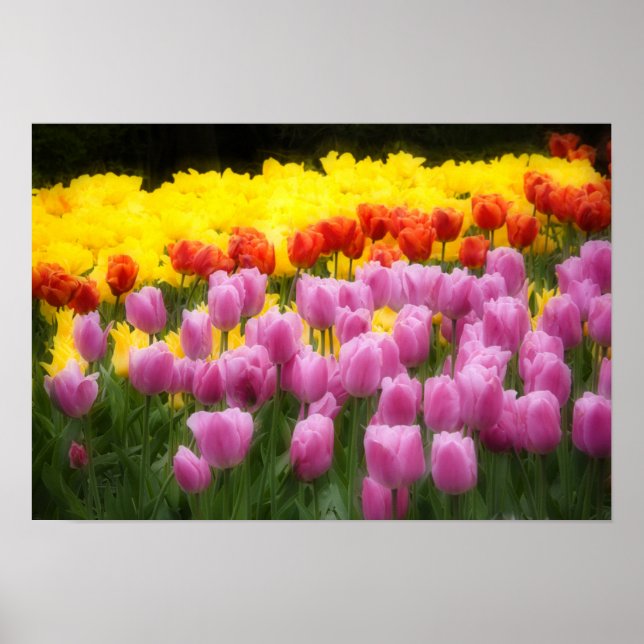 WA, Skagit Valley, Roozengaarde Tulip Garden, 2 Poster (Vorne)