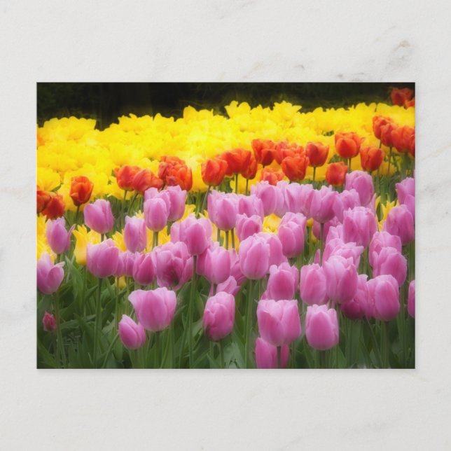 WA, Skagit Valley, Roozengaarde Tulip Garden, 2 Postkarte (Vorderseite)