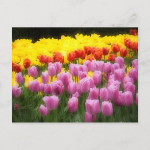 WA, Skagit Valley, Roozengaarde Tulip Garden, 2 Postkarte