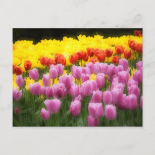 WA, Skagit Valley, Roozengaarde Tulip Garden, 2 Postkarte