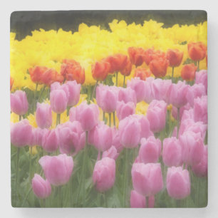 WA, Skagit Valley, Roozengaarde Tulip Garden, 2 Steinuntersetzer