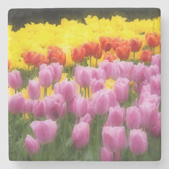 WA, Skagit Valley, Roozengaarde Tulip Garden, 2 Steinuntersetzer (Vorderseite)