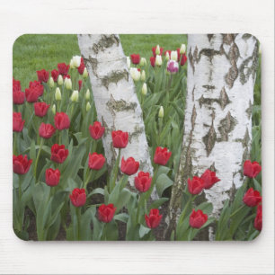 WA, Skagit Valley, Roozengaarde Tulip Garden Mousepad