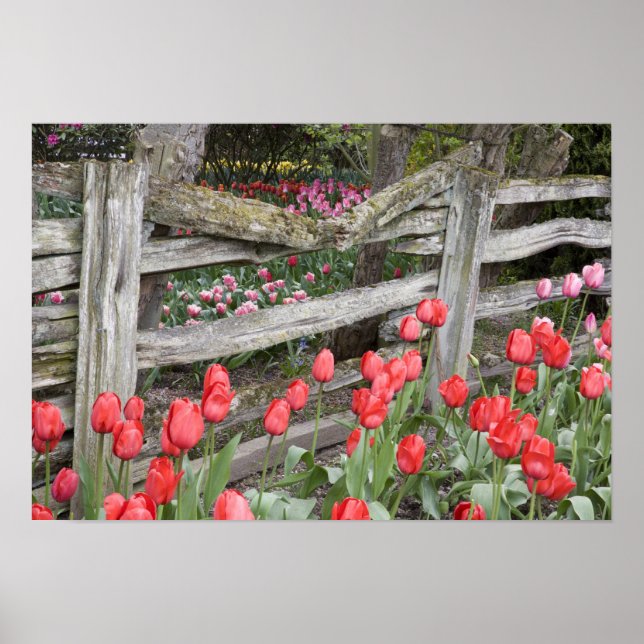 WA, Skagit Valley, Roozengaarde Tulip Garden, Poster (Vorne)