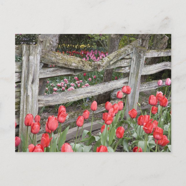WA, Skagit Valley, Roozengaarde Tulip Garden, Postkarte (Vorderseite)