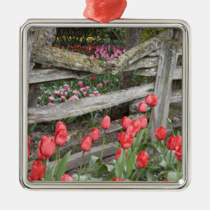 WA, Skagit Valley, Roozengaarde Tulip Garden, Silbernes Ornament