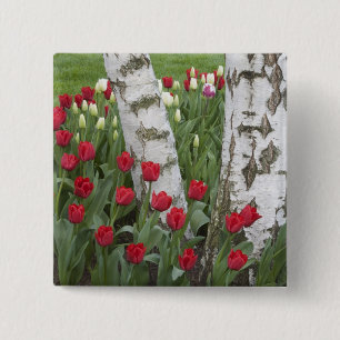 WA, Skagit Valley, Roozengaarde Tulipengarten Button