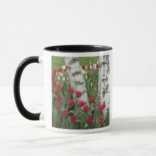 WA, Skagit Valley, Roozengaarde Tulipengarten Tasse