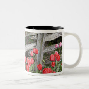 WA, Skagit Valley, Roozengaarde Tulipengarten, Zweifarbige Tasse