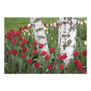 WA, Skagit Valley, Roozengaarde-Tulpenpark Fotodruck