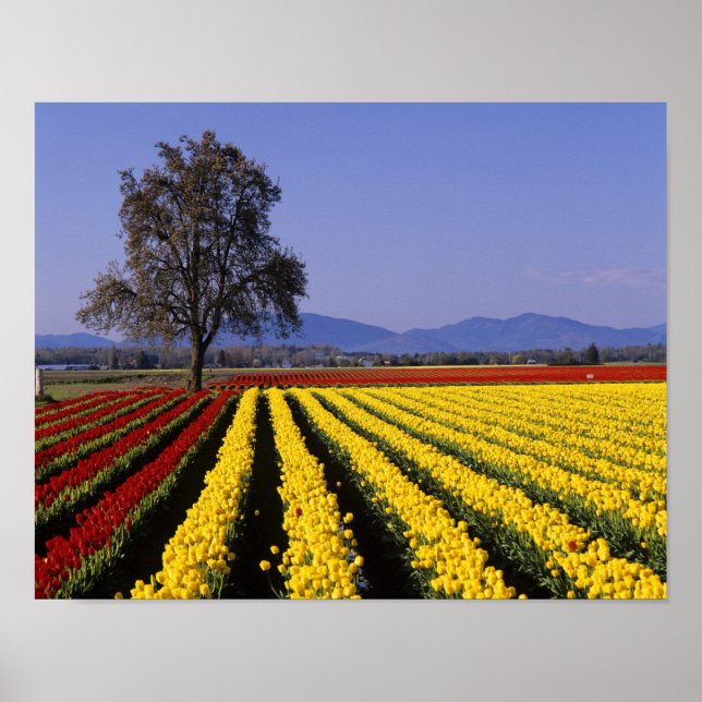 WA, Skagit Valley, Skagit Valley Tulip 2 Poster (Vorne)