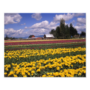 WA, Skagit Valley, Skagit Valley Tulip Fotodruck
