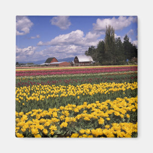 WA, Skagit Valley, Skagit Valley Tulip Magnet