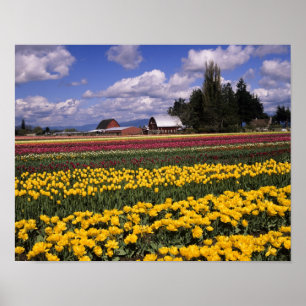 WA, Skagit Valley, Skagit Valley Tulip Poster